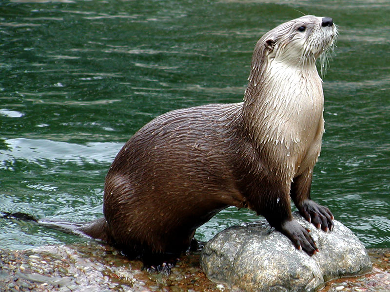 The Taliesin Soliloquies: Otter | The Bardic Academic